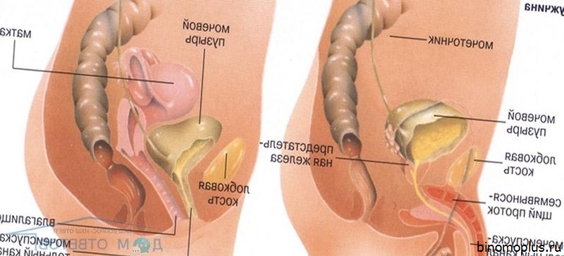 Тянущие Боли После Секса